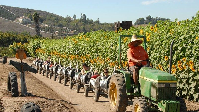 Tractor-Drawn Wagon Rides To The Fields