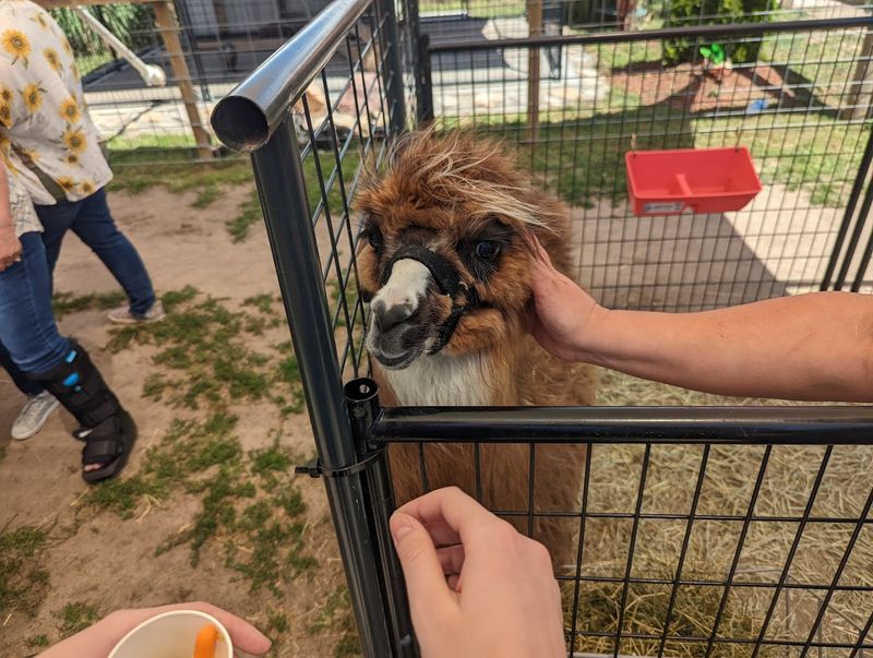 A Magical Nebraska Safari Full Of Exotic Animals You Can Feed - Decor Hint Operating Hours And When To Visit