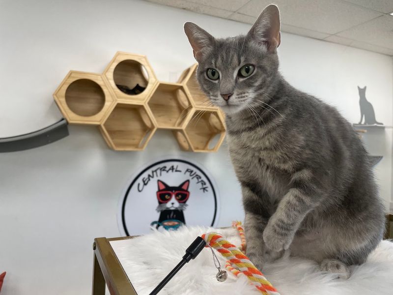 A Meaningful Way To Support Local Animal Welfare