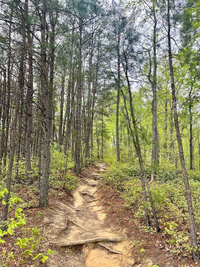 Dog-Friendly Trails And Outdoor Spaces Throughout The Gorge