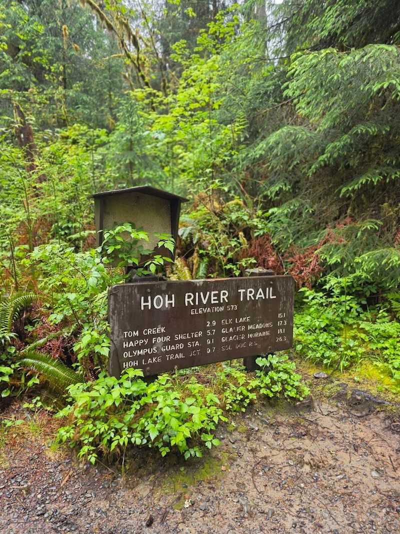 Hoh River Trail 