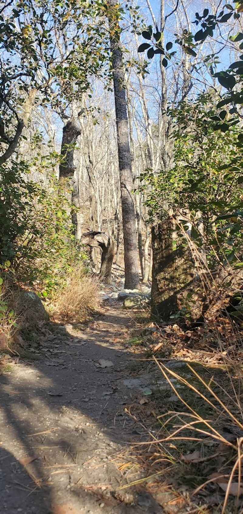 Pulpit Rock Trail, Cheaha State Park