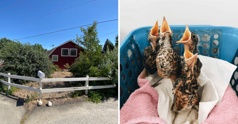 An Idaho Wildlife Rescue That Rehabilitates Over 3,000 Injured Wild Animals Yearly