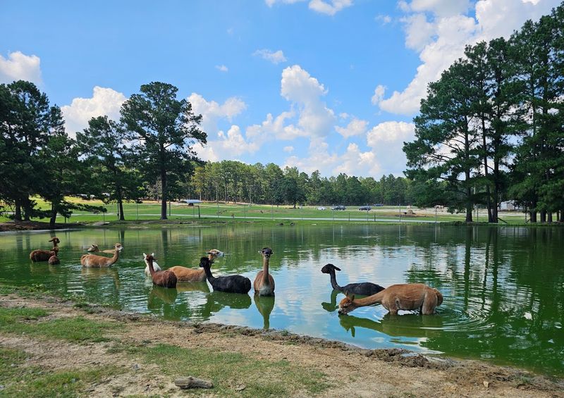 Planning Your Visit To Aloha Safari Park