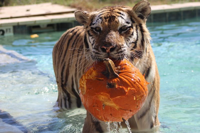 9 North Carolina Wildlife Sanctuaries And Rescue Centers Where You Can Meet Animals Face-To-Face - Decor Hint Tiger World Endangered Wildlife Preserve