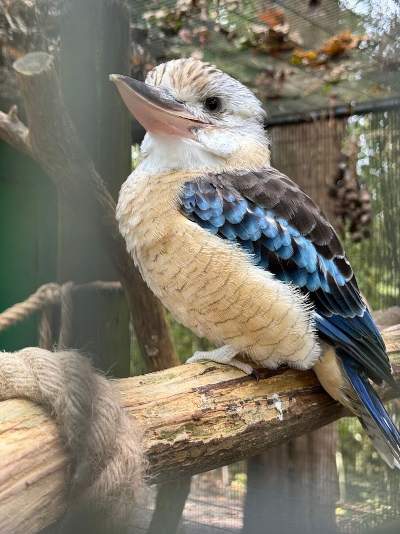 Wallabies, Exotic Birds, And Surprises Around Every Corner