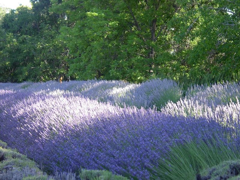 Cache Creek Lavender Farm, Rumsey