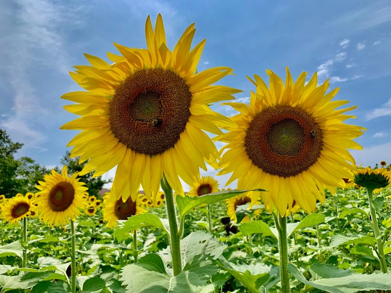 Sunflower Patch That Stops You In Your Tracks