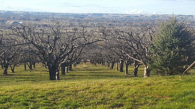 Picnic-Friendly Views Around The Orchard