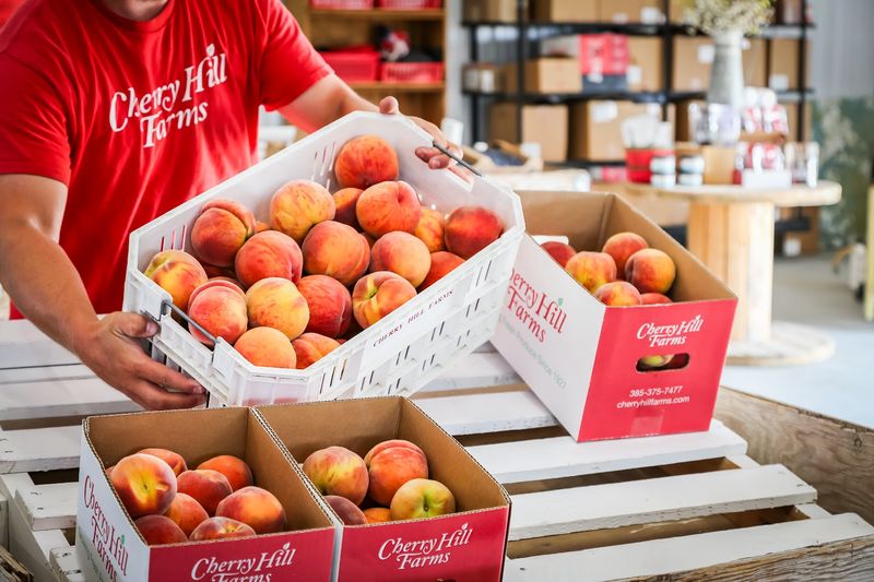 Nectarines And Late Summer Picking