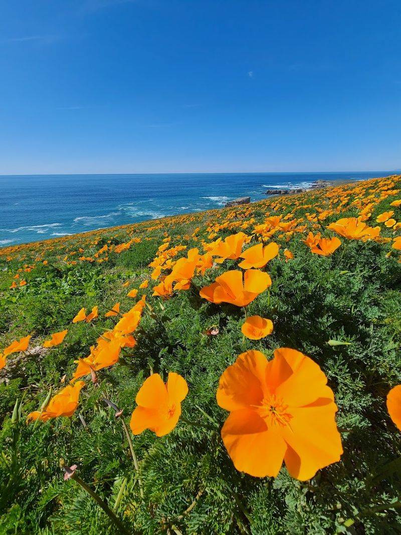 Point Buchon Trail Wildflowers, San Luis Obispo County