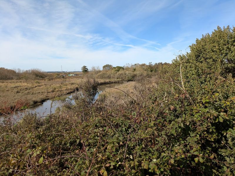 Arcata Marsh Turns A Short Walk Into A Wildlife Break
