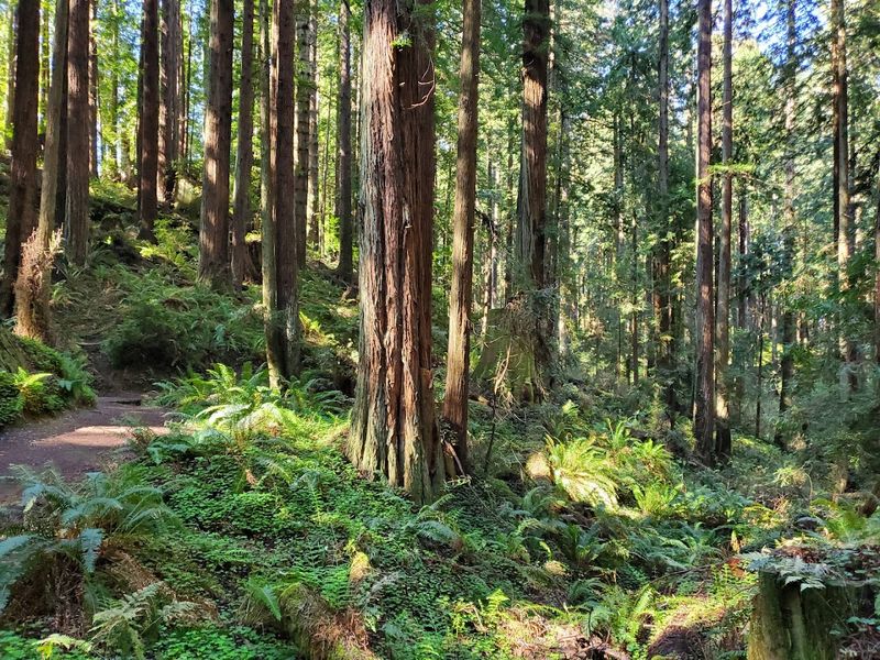 Arcata Community Forest Starts Just Blocks From Downtown