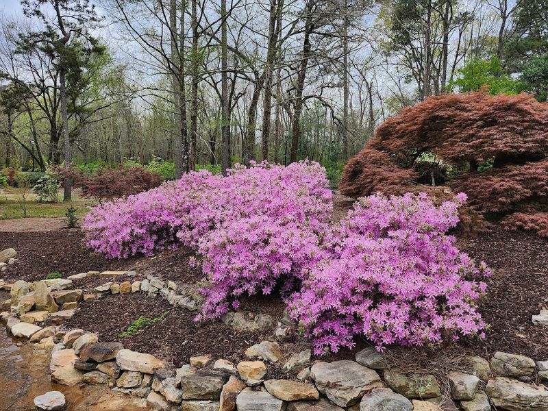 Japanese Garden