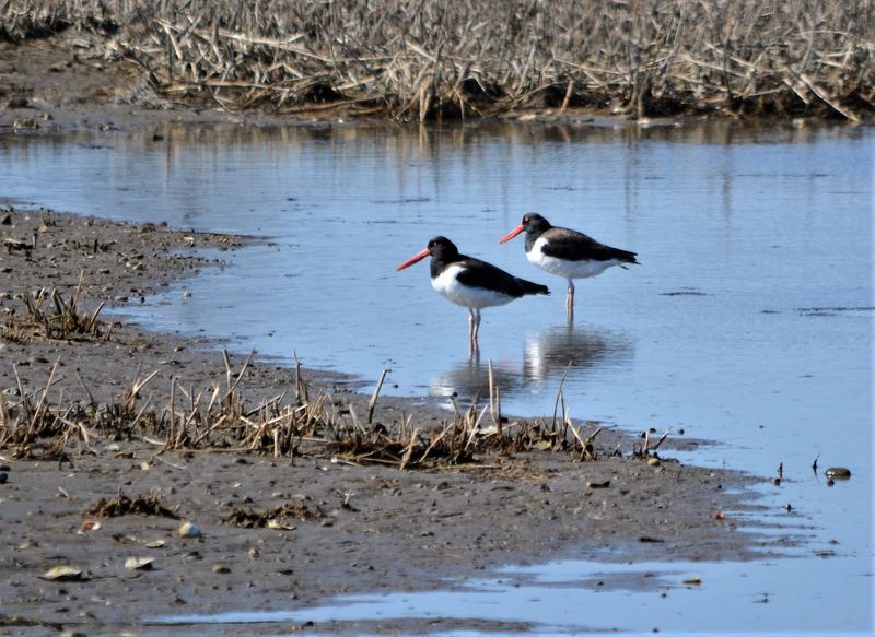 These 8 Connecticut Birdwatching Spots Feel Like Hidden Front-Row Seats To Nature - Decor Hint Connecticut Audubon Coastal Center At Milford Point, Milford