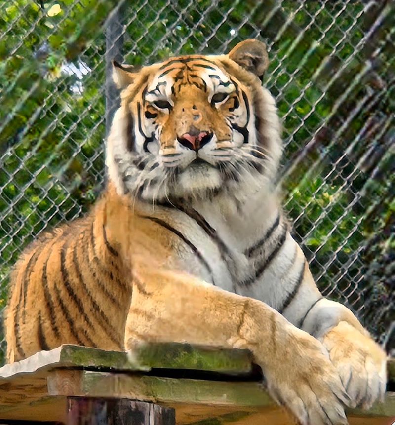 Big Cat Exhibits