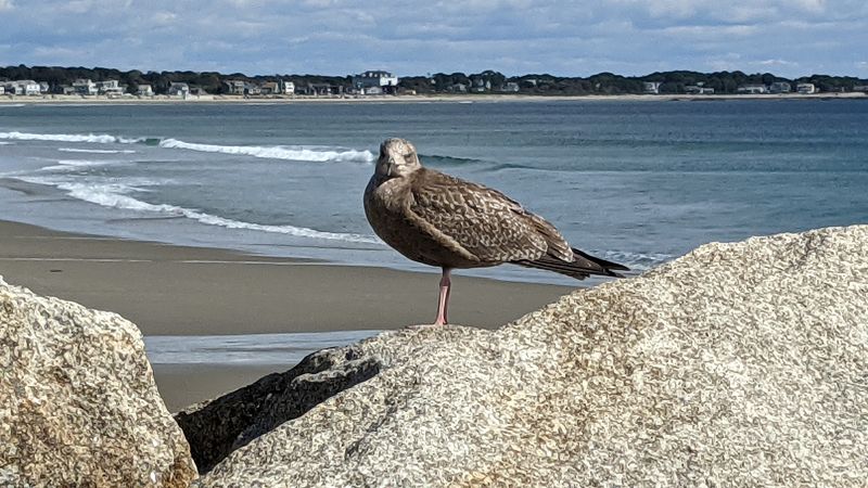 The Best Wildlife Experiences In Maine Are Hiding In These Stunning Locations - Decor Hint Rachel Carson National Wildlife Refuge