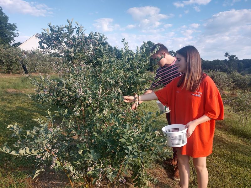 DJ's U-Pick Blueberry Farm