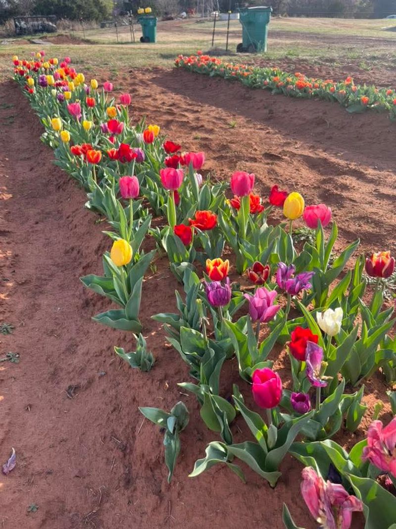 Buffalo Creek Berry Farm