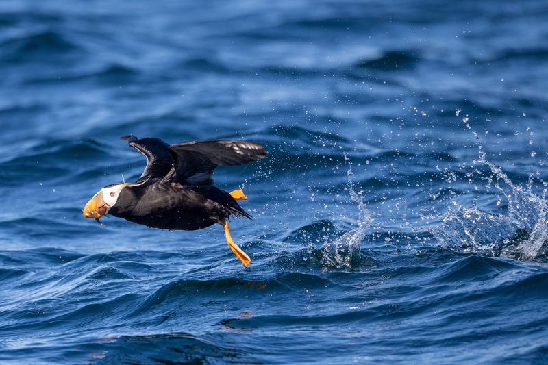 Wildlife You Will Actually See