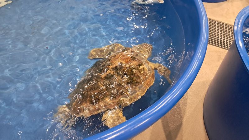 9 North Carolina Wildlife Sanctuaries And Rescue Centers Where You Can Meet Animals Face-To-Face - Decor Hint The Karen Beasley Sea Turtle Rescue and Rehabilitation Center