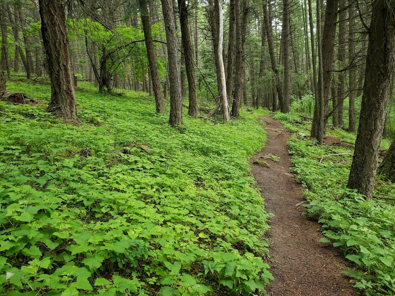 Over 40 Miles Of Trails