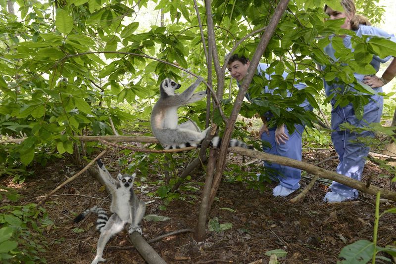 World's Most Diverse Lemur Population Outside Madagascar
