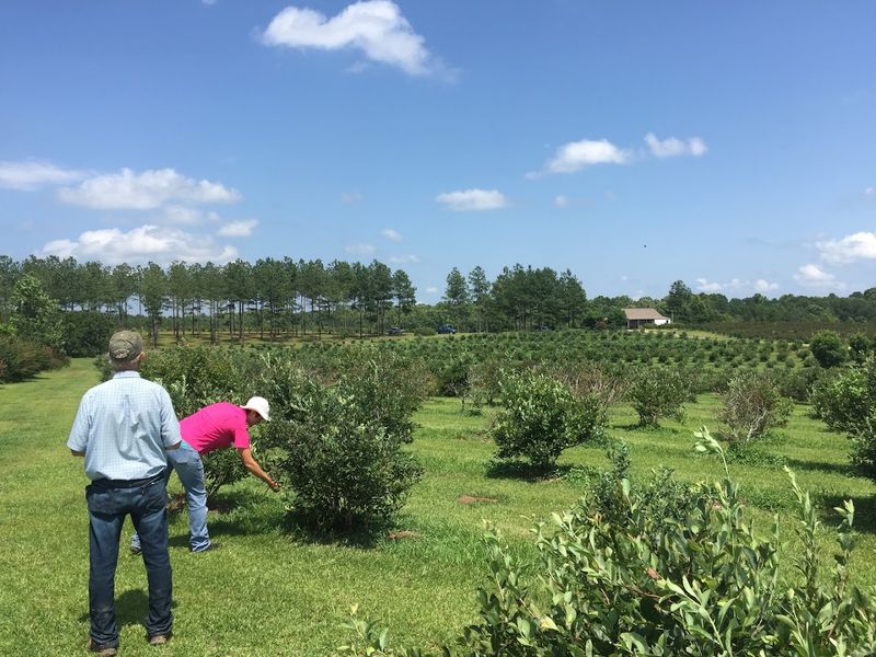 Buffalo Creek Berry Farm