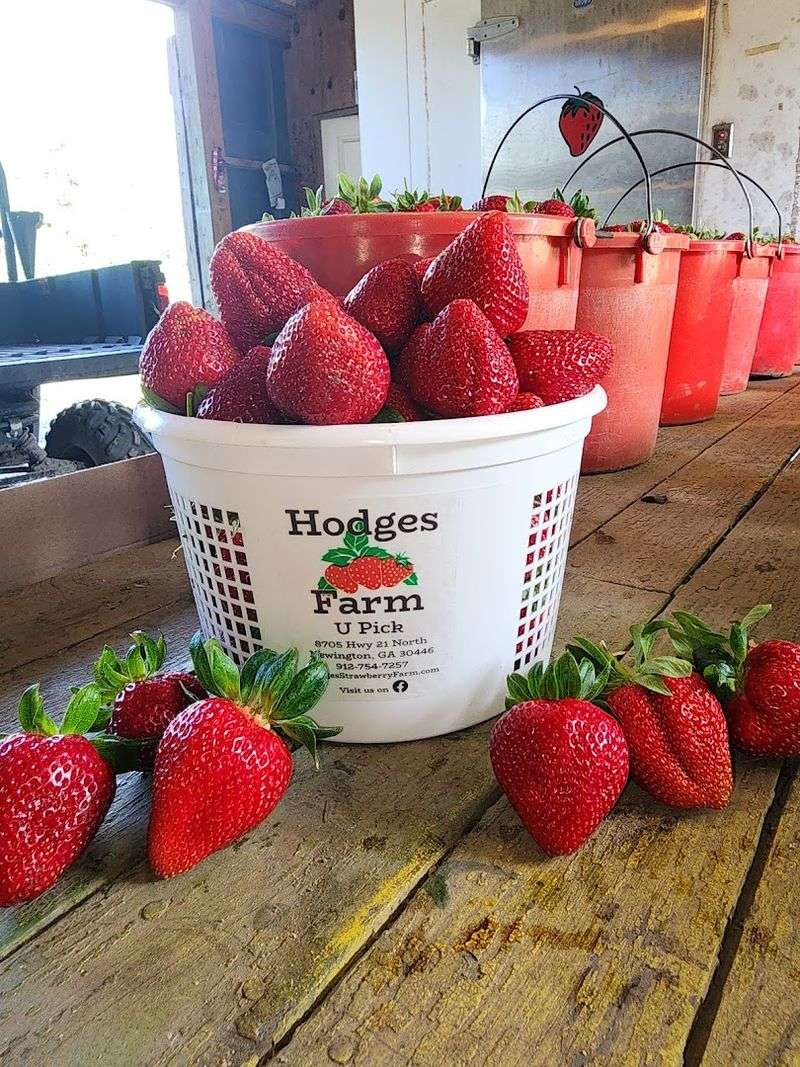 Hodges Strawberry Farm