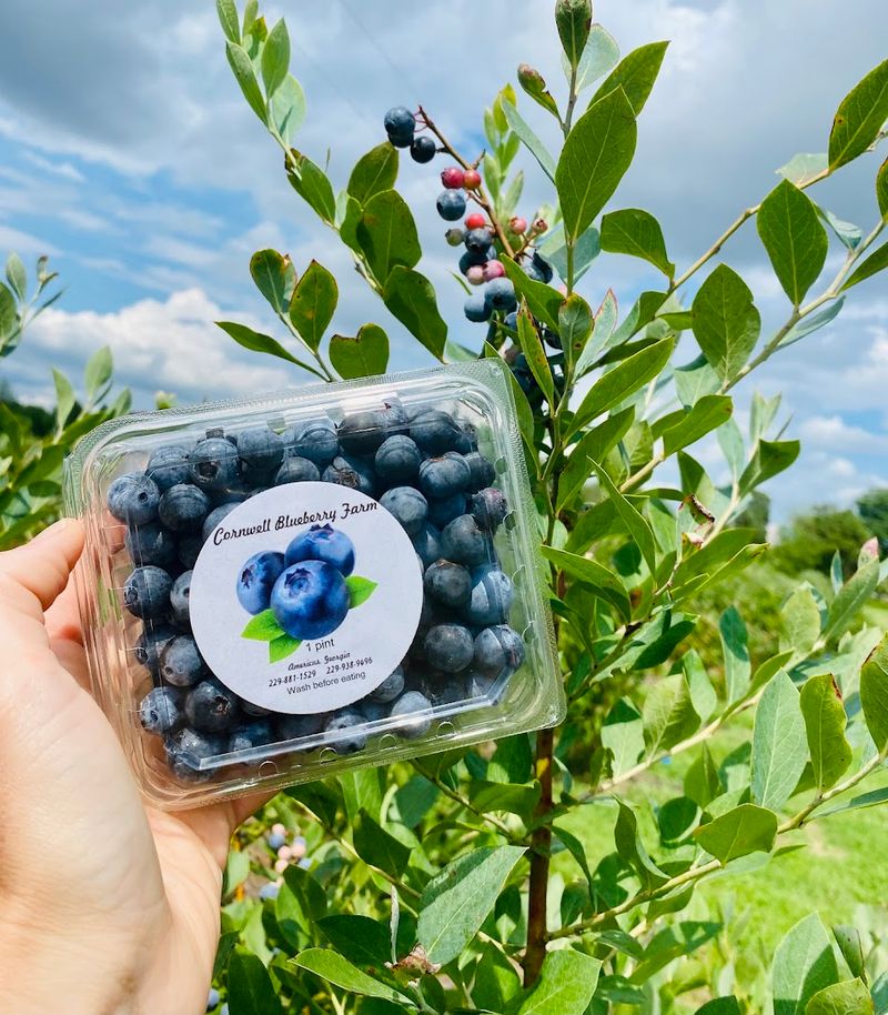 Cornwell Farms Blueberries and Blackberries