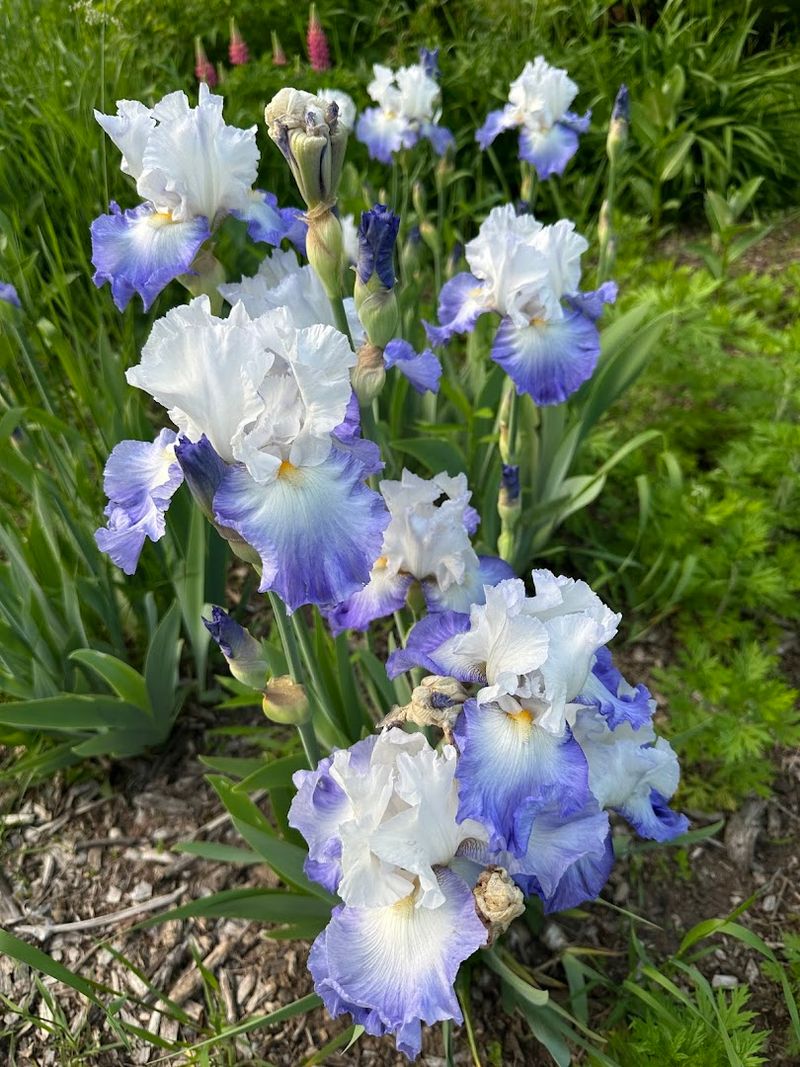 How The Garden Evolved Over Time