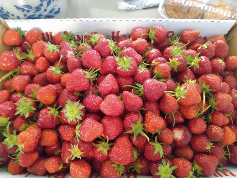 Sweet, Juicy Berries You Can Eat Right Away