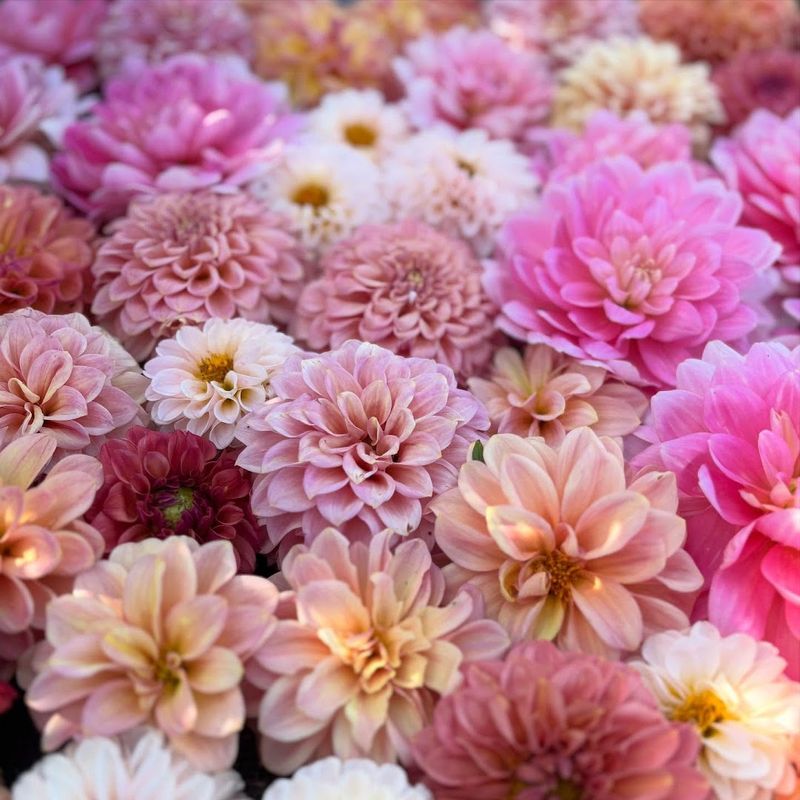 Bountiful Blooms Farm