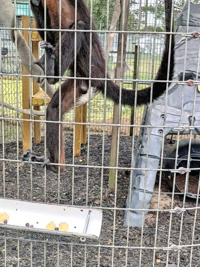Capybaras And Lemurs In The Walk-Thru Zoo