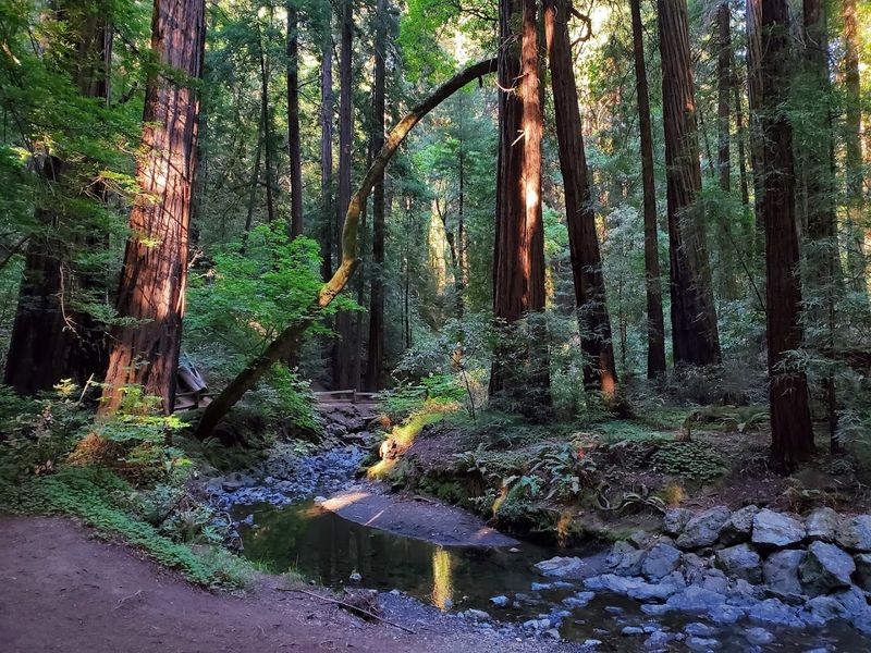 Muir Woods For Ancient Redwoods And Deep Forest Quiet