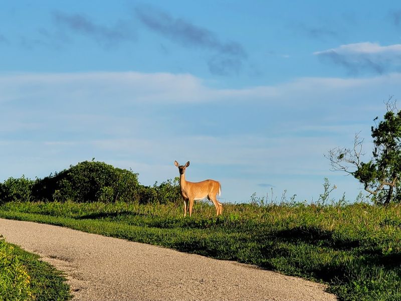 Parents Can't Stop Recommending This Fun And Easy Rhode Island Getaway - Decor Hint Sachuest Point National Wildlife Refuge