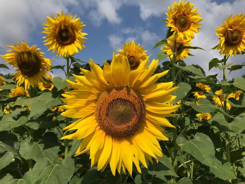 Best Time To Visit The Fields