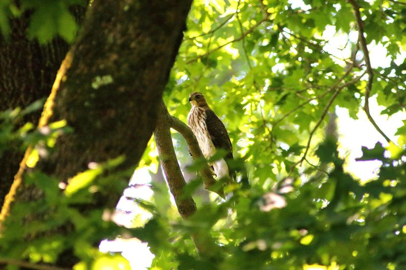 These 8 Connecticut Birdwatching Spots Feel Like Hidden Front-Row Seats To Nature - Decor Hint Deer Pond Farm, Sherman