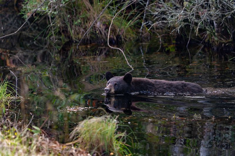 Wildlife Drive Gives Bear Watching A Clear Route