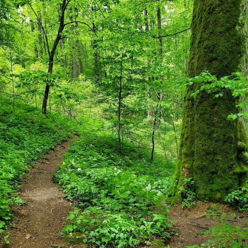 Sosebee Cove Scenic Area: A Wildflower Paradise Hidden In Plain Sight