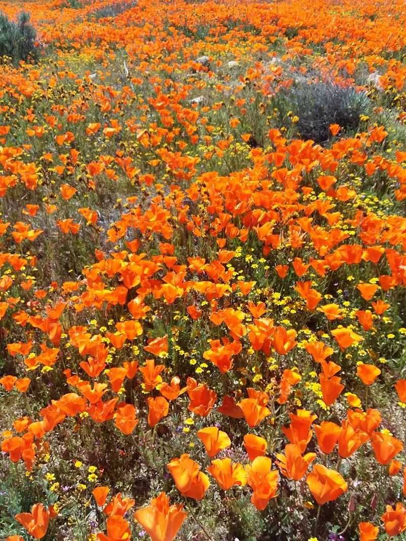 This Magical California Preserve Bursts With Millions Of Golden Poppies Every Year - Decor Hint No Artificial Watering Keeps It Wild