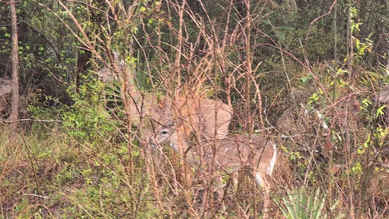 The Wild And Wonderful Wildlife You Will Encounter