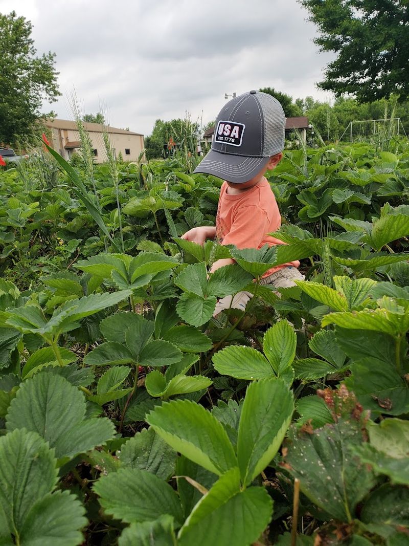 TLC Blueberry Farm