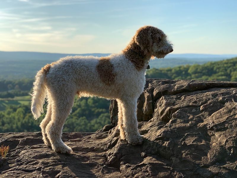 Giuffrida Park, Meriden