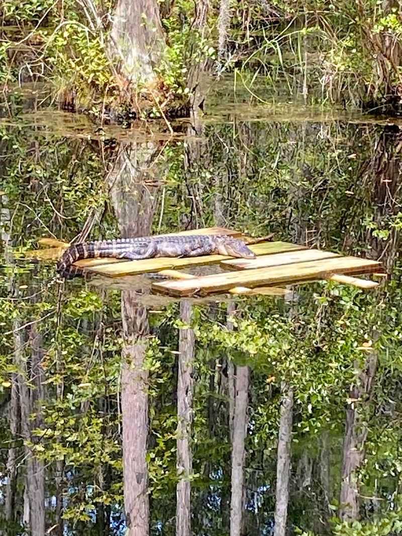 Wildlife Watching That Rewards Patience