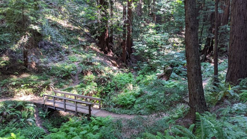 Purisima Creek Redwoods Preserve, Half Moon Bay Area