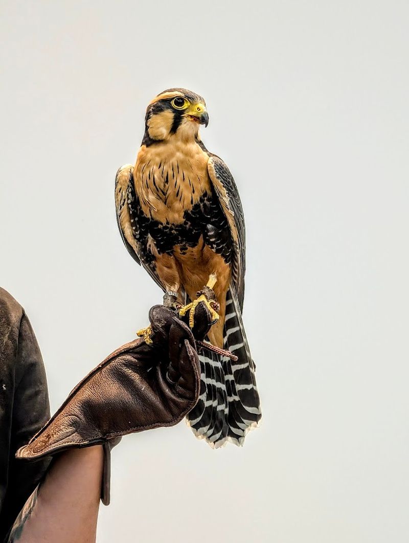 Owls, Hawks, Falcons, Eagles, And Condors In One Stop