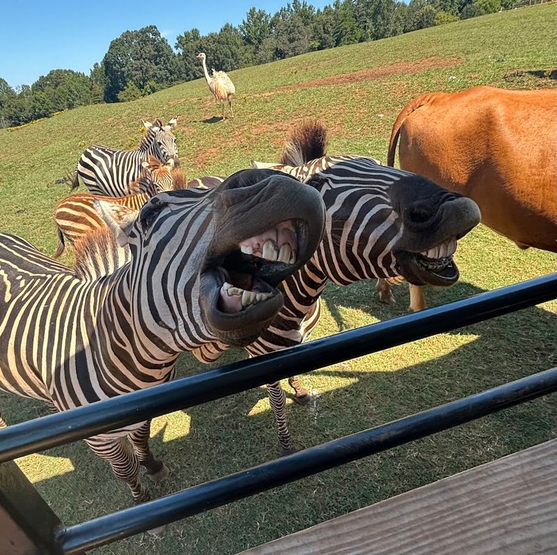 Safari Wagon Ride Adventure