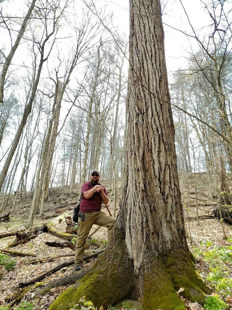 Lilley Cornett Woods - Appalachian Ecological Research Station Trail