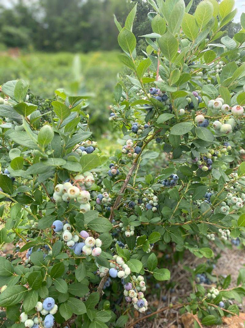Blueberry And Blackberry Picking Adventures